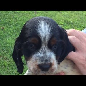 Meet your Posher, Toby